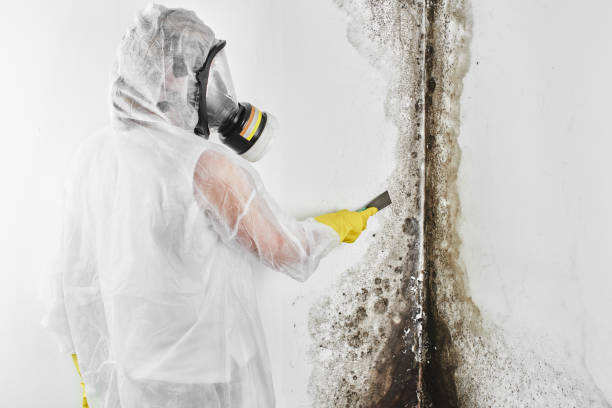 Trusted Biltmore, TN Mold Remediation Experts