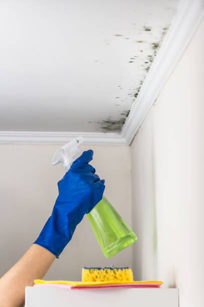 Best Attic Mold Remediation in Biltmore, TN